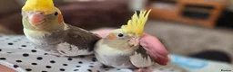 Cockatiels birds for sale: Hand tamed 2 baby cockatiels available  - Advert 16