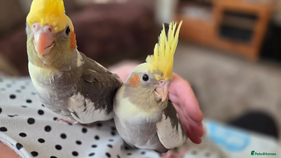 Cockatiels birds for sale: Hand tamed 2 baby cockatiels available  - Advert 16