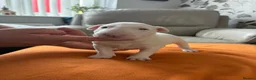 English Bull Terrier dogs for sale: beautiful KC registered bull terrier pups - Advert 15