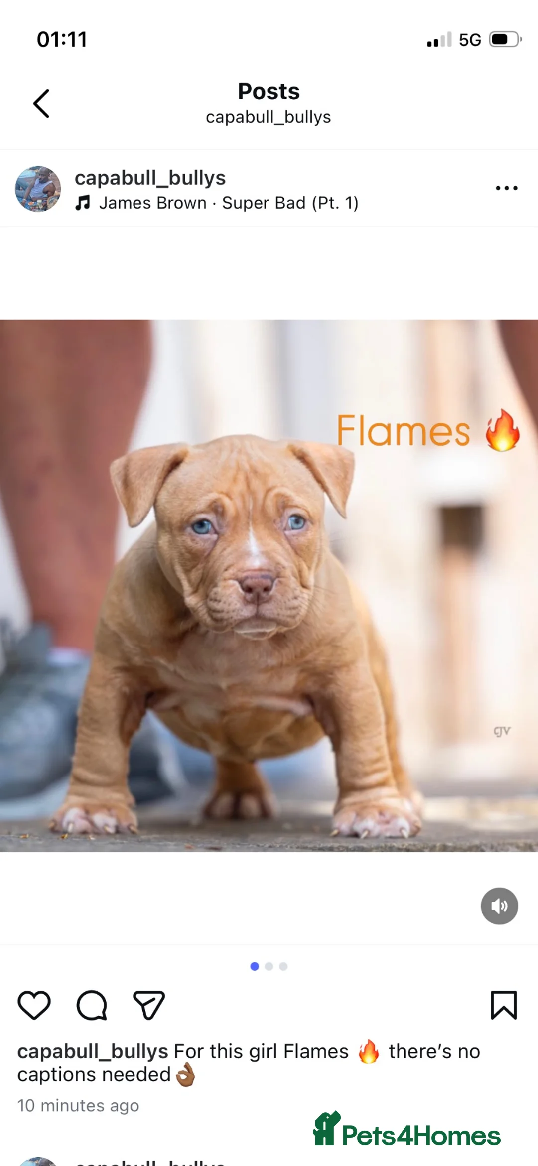 American Bully dogs for sale: American Pocket Bully’s  - Advert 1