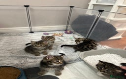 Domestic Shorthair cats for sale: Domestic short hair  - Image 13