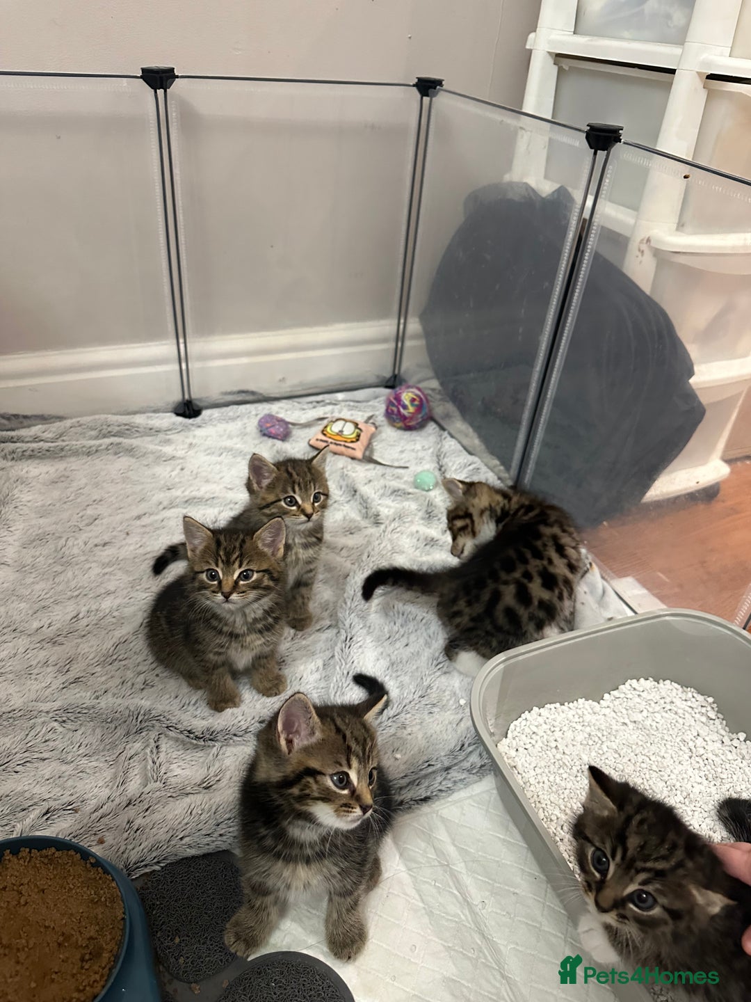 Domestic Shorthair cats for sale: Domestic short hair  - Image 13