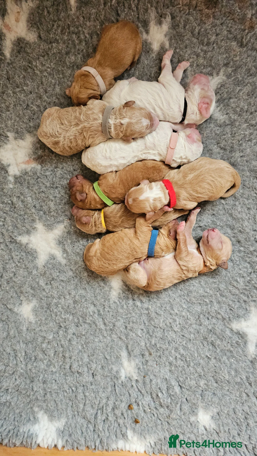 Australian Labradoodle dogs for sale: STUNNING LITTER OF AUSTRALIAN LABRADOODLES  - Advert 5