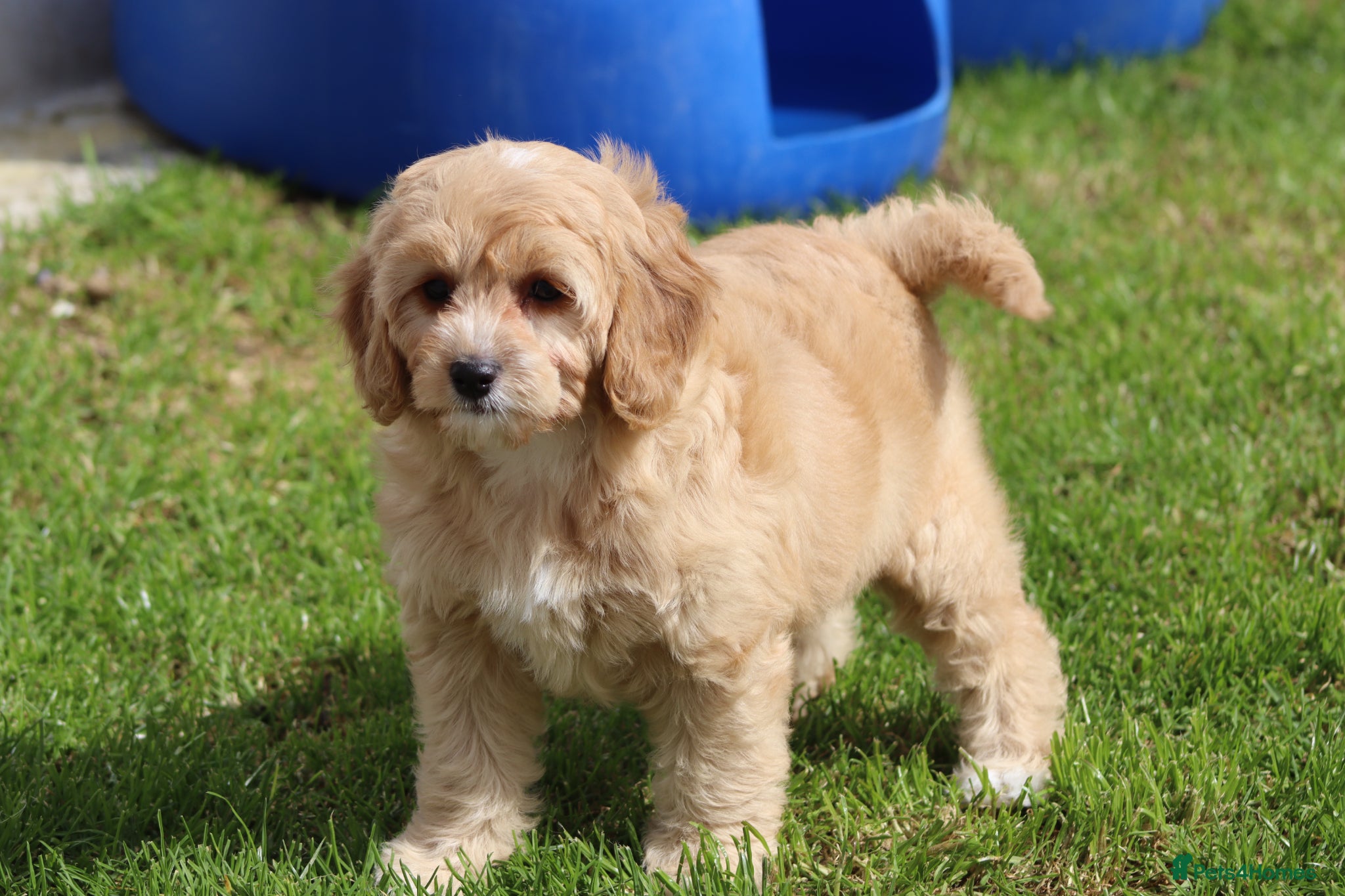 Cavapoochon dogs Beautiful Cavapoochon puppies for sale - Advert 1