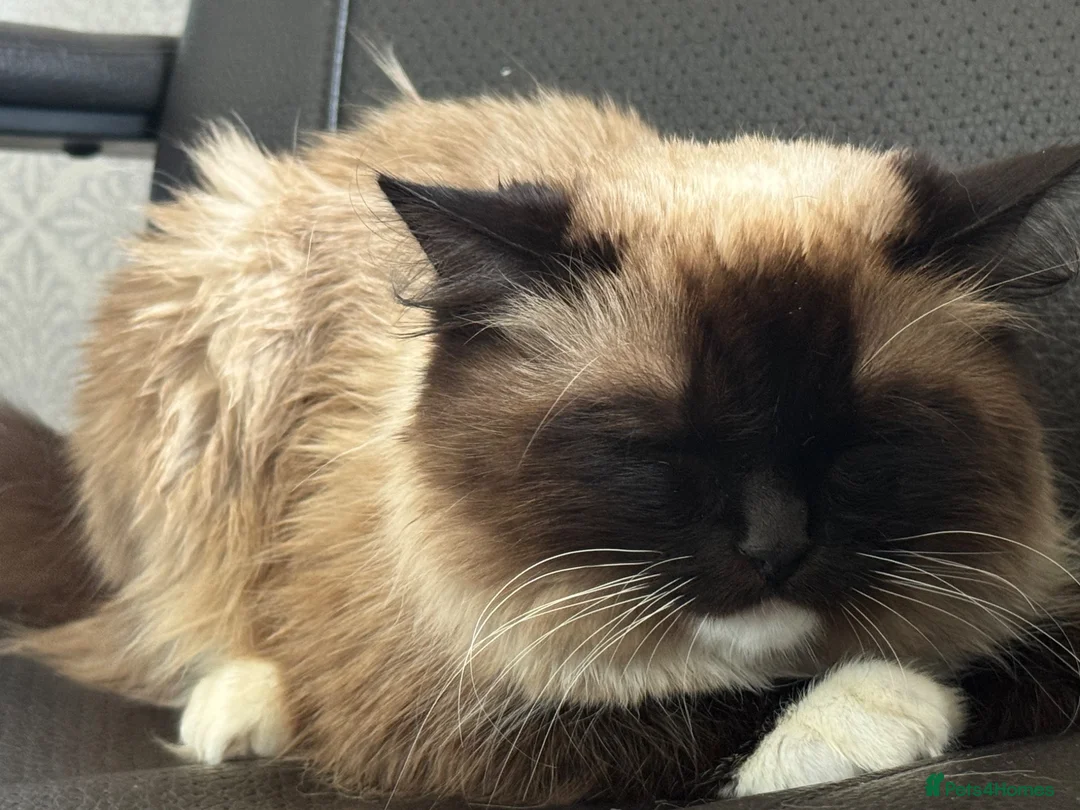Ragdoll cats for sale: Sweet 1-Year-Old Female Ragdoll Cat – Kimmy - Advert 5