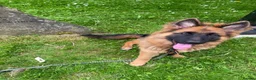 German Shepherd dogs for sale: COCO German Shepard  in Oldham - Advert 2