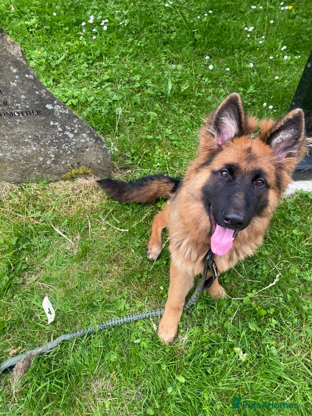 German Shepherd dogs for sale: COCO German Shepard  in Oldham - Advert 2