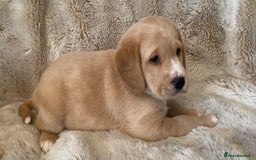 Cockerdor dogs for sale: Adorable f1 cockerdor puppies - Image 20