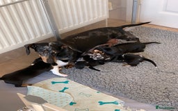 Miniature Dachshund dogs for sale: Beautiful mini dachshund puppies pra clear - Image 11