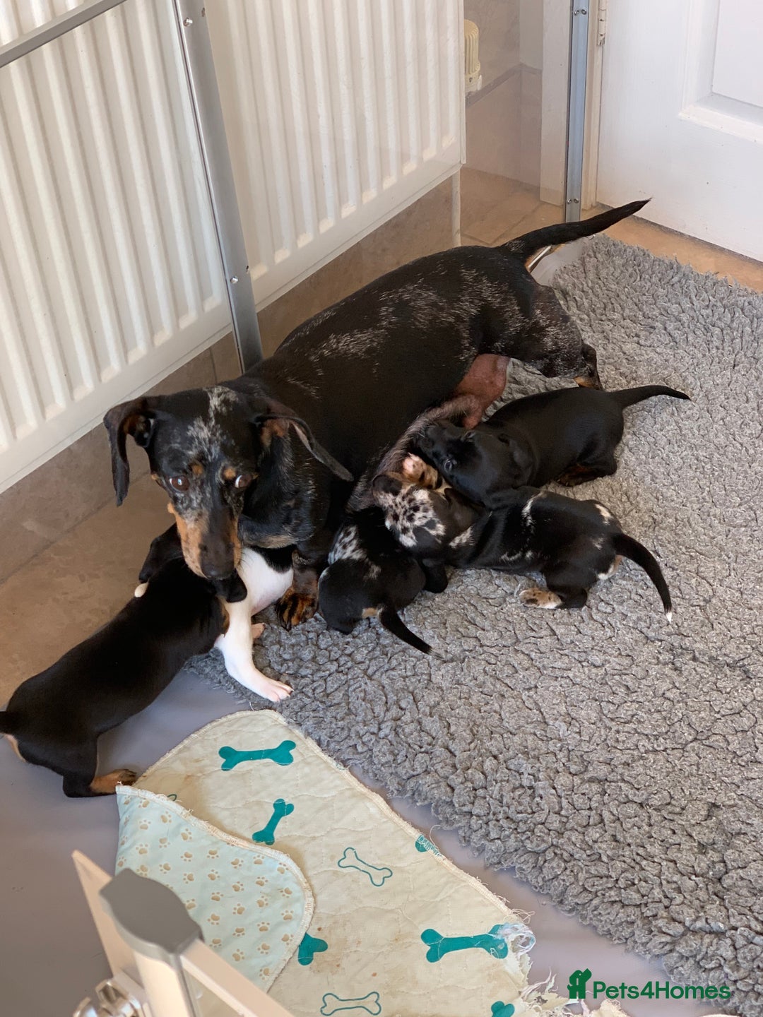 Miniature Dachshund dogs for sale: Beautiful mini dachshund puppies pra clear - Image 11