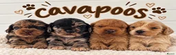 Cavapoo dogs for sale: Stunning mini cavapoos - Advert 1