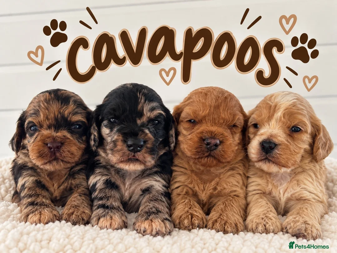 Cavapoo dogs for sale: Stunning mini cavapoos - Advert 1