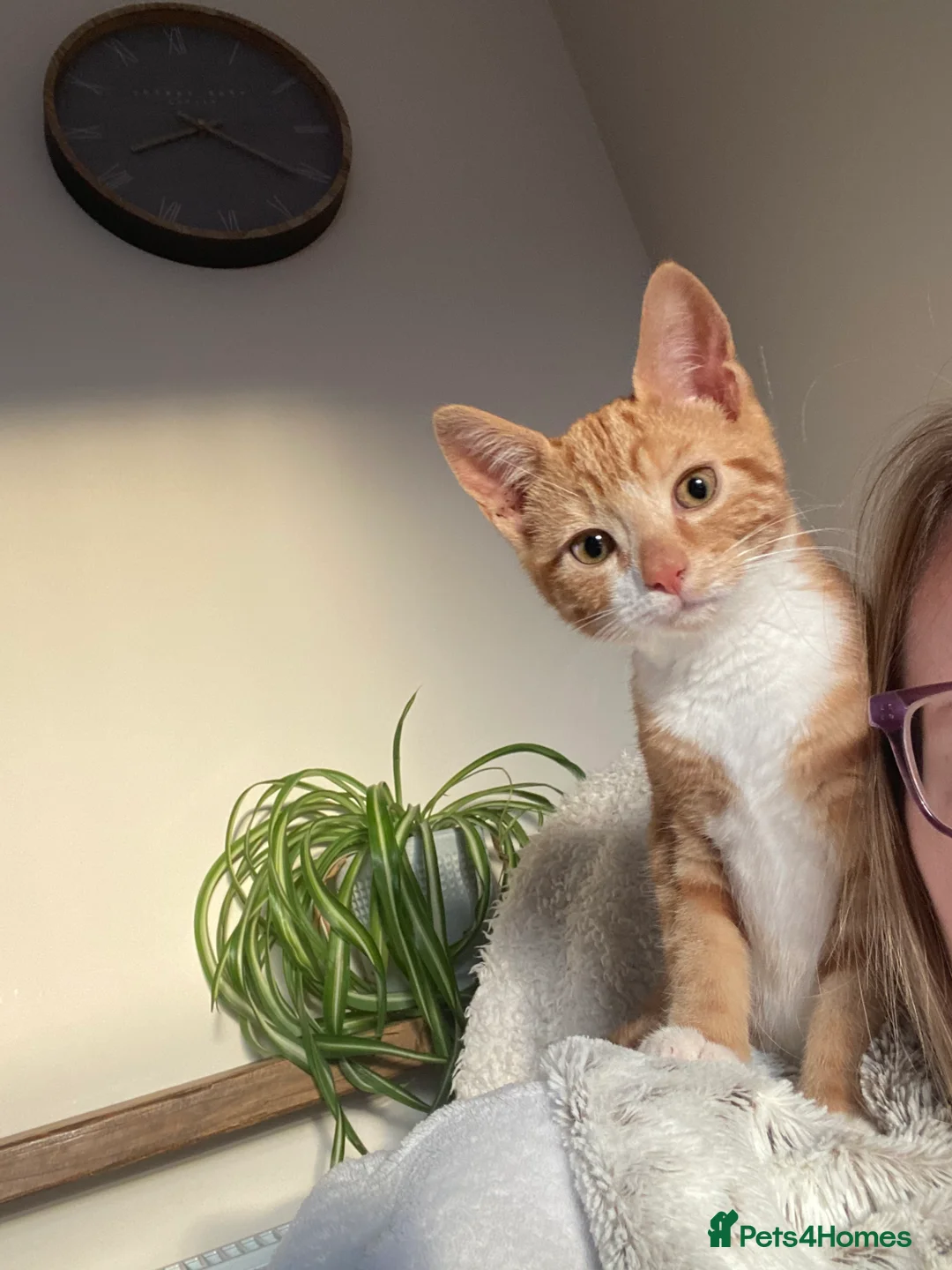 Domestic Shorthair cats for sale: Boo - 1 year old, neutered male  - Advert 2