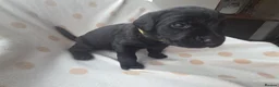 Labrador Retriever dogs for sale: Beautiful labrador puppies  - Advert 18