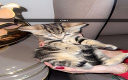 British Shorthair cats for sale: Kitten  - Image 1