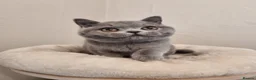 British Shorthair cats for sale: Stunning British Shorthair & Longhair Kittens  - Advert 19