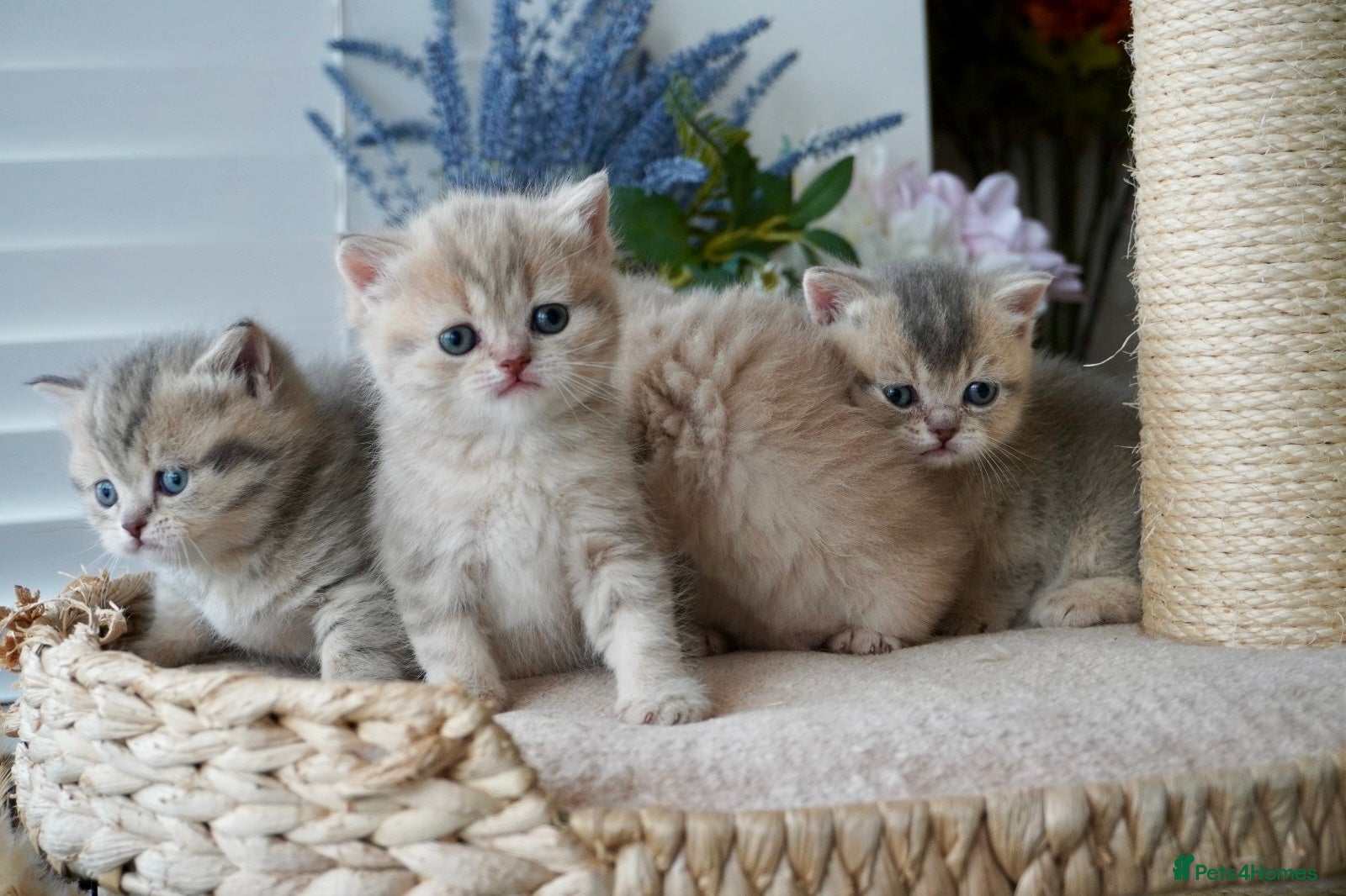 Munchkin cats ⚜️Rare munchkins⚜️ - Advert 3
