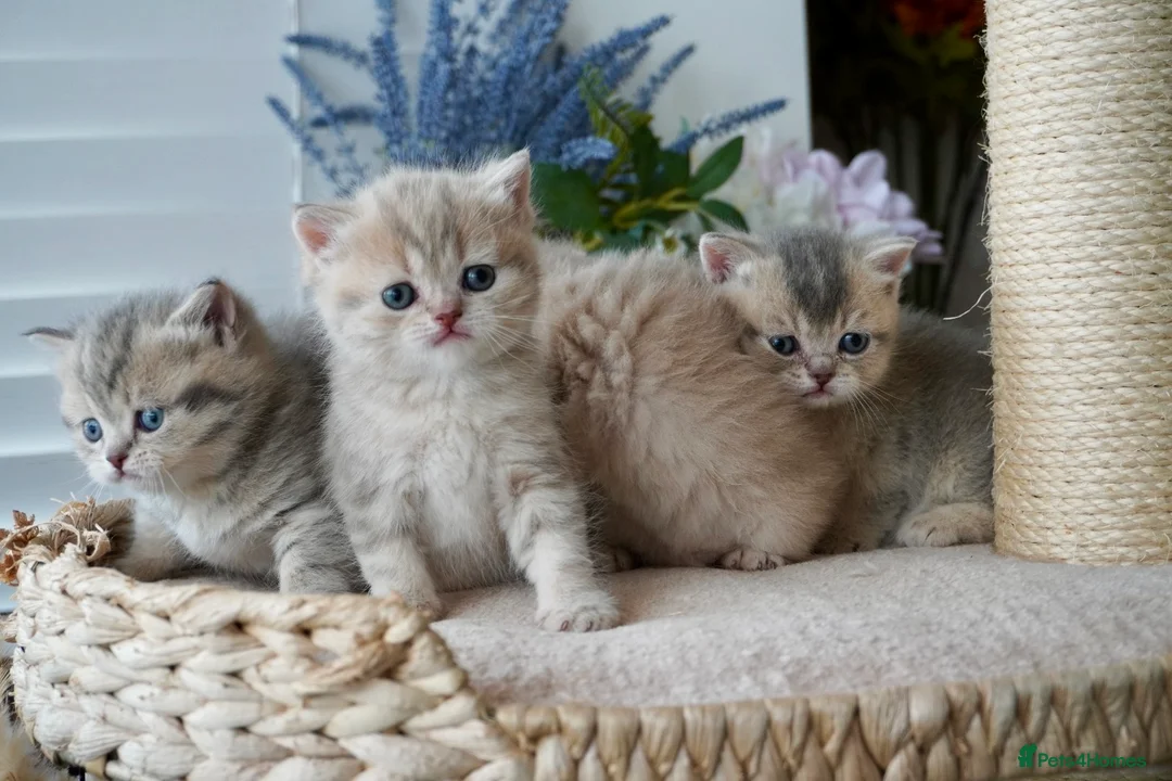 Munchkin cats for sale: ⚜️Rare munchkins⚜️ - Advert 1