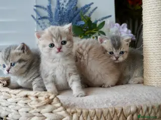 Munchkin cats ⚜️Rare munchkins⚜️ - Advert 1