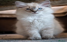 Ragdoll cats for sale: Ready Now GCCF Ragdoll Kittens Irresistibly Cuddly - Image 24