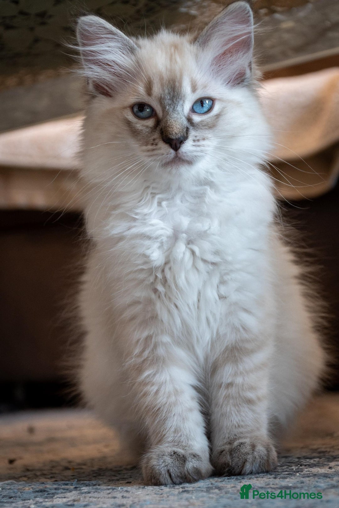 Ragdoll cats for sale: Ready Now GCCF Ragdoll Kittens Irresistibly Cuddly - Image 24