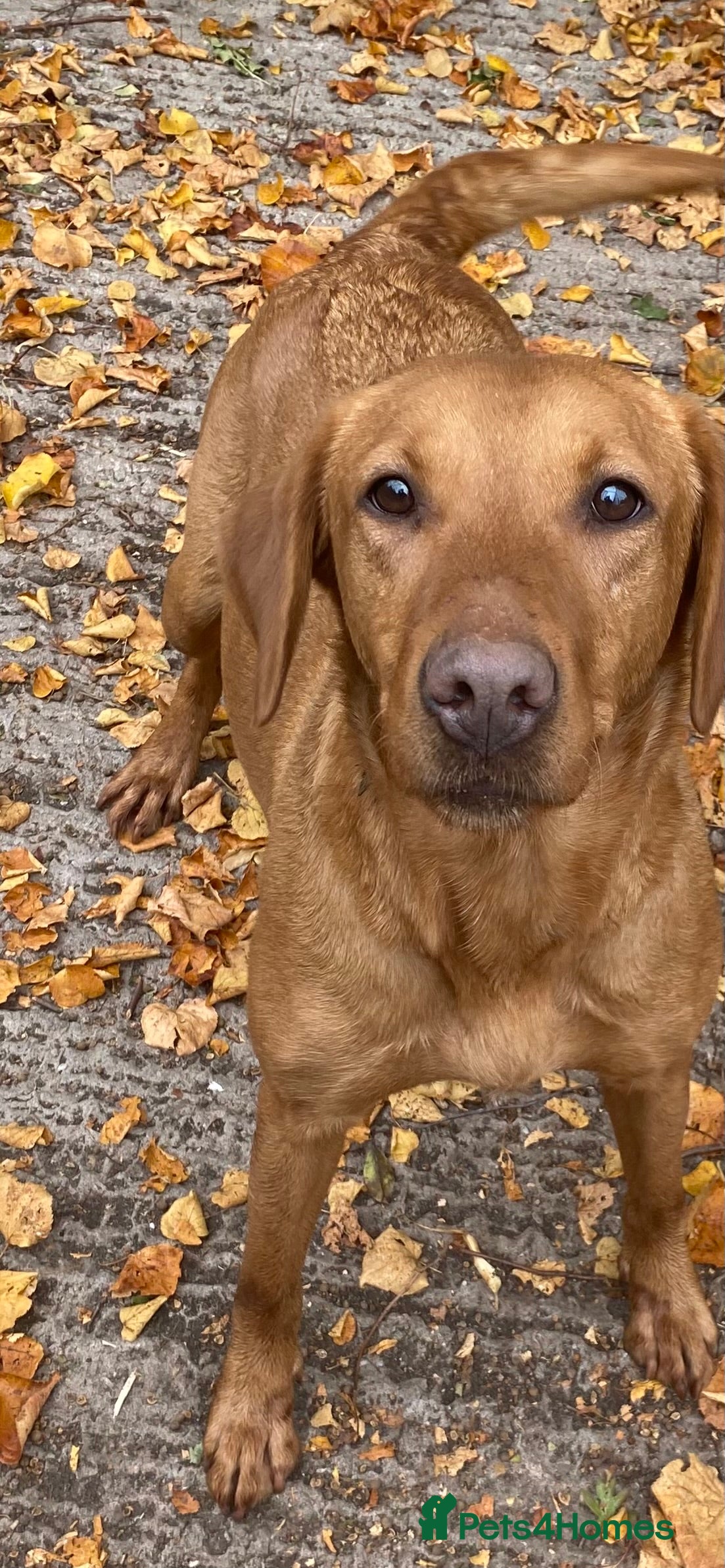 Labrador Retriever dogs Yellow RKC Reg Labrador puppies🐾💛 - Advert 4