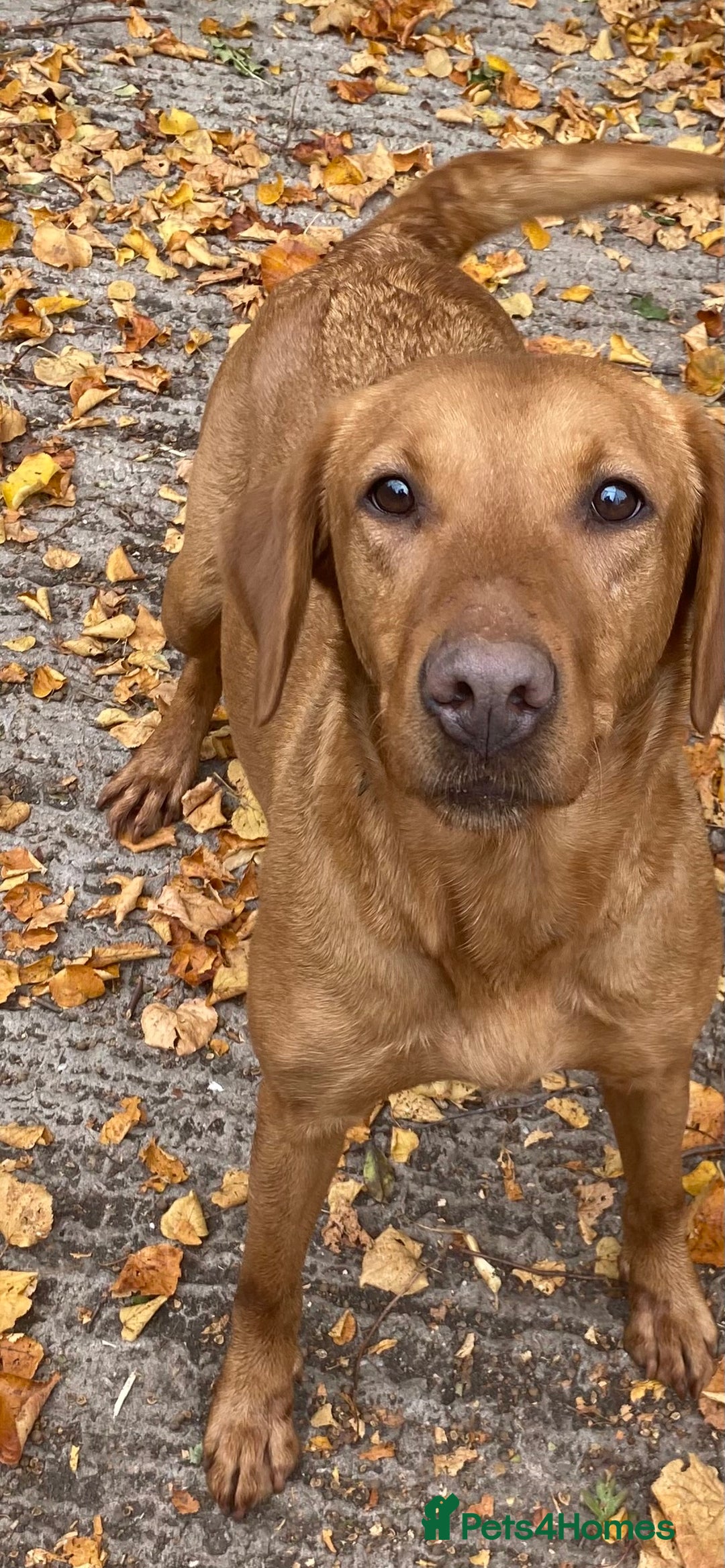 Labrador Retriever dogs for sale: Yellow RKC Reg Labrador puppies🐾💛 - Advert 1