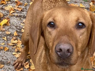 Labrador Retriever dogs Yellow RKC Reg Labrador puppies🐾💛 - Advert 1