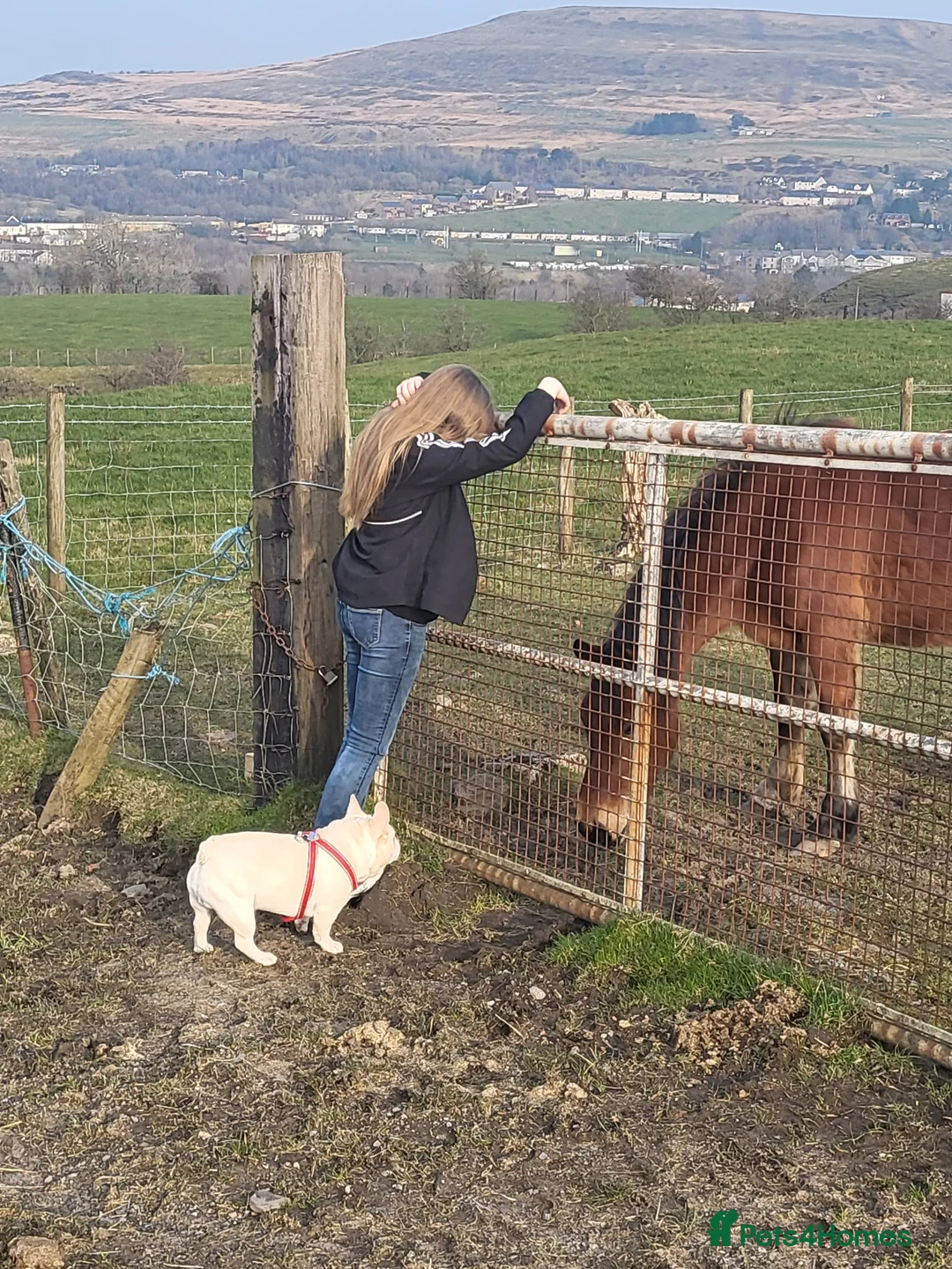 French Bulldog dogs for stud:  💥Amazing structure and quality! in Ebbw Vale - Advert 15