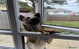 Belgian Shepherd Dog dogs for sale: Nicki - Image 3