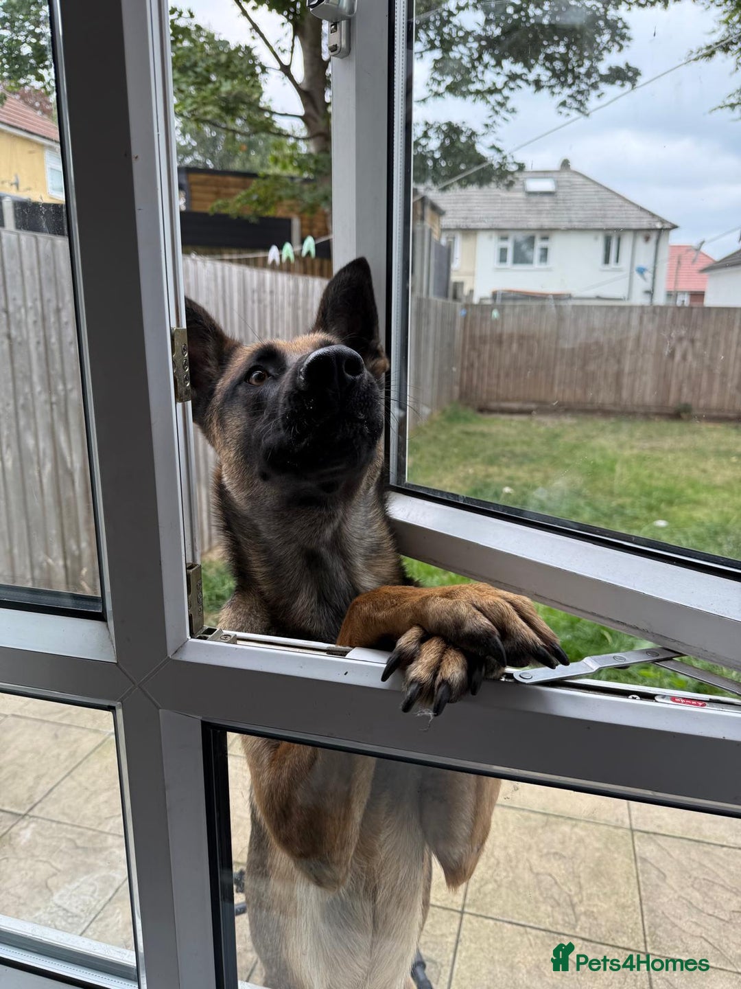 Belgian Shepherd Dog dogs for sale: Nicki - Image 3