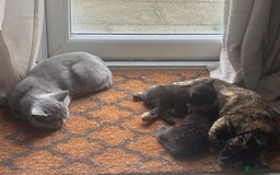 Domestic Shorthair cats for sale: Domestic and BSH Kittens  - Image 9