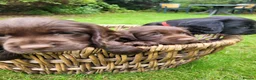 Cocker Spaniel dogs for sale: KC registered working cockers in Harrogate - Advert 3