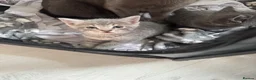 Mixed Breed cats for sale: 4 beautiful kittens looking for loving homes  in Lowestoft - Advert 5