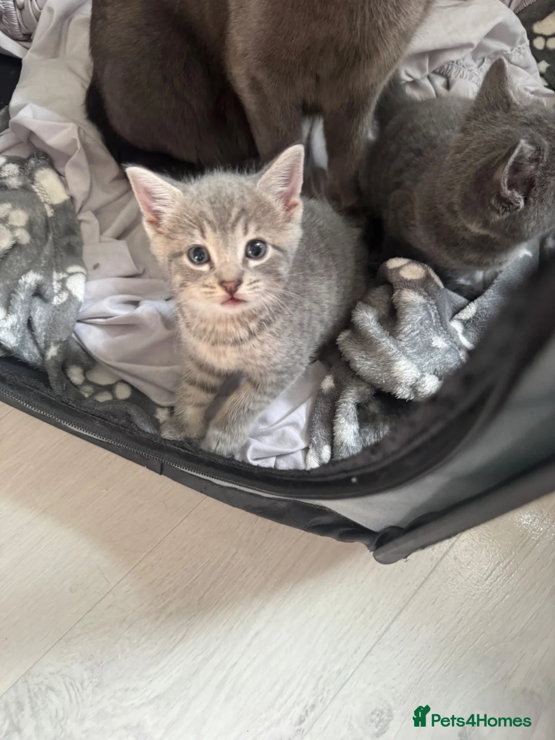 Mixed Breed cats for sale: 4 beautiful kittens looking for loving homes  in Lowestoft - Advert 5
