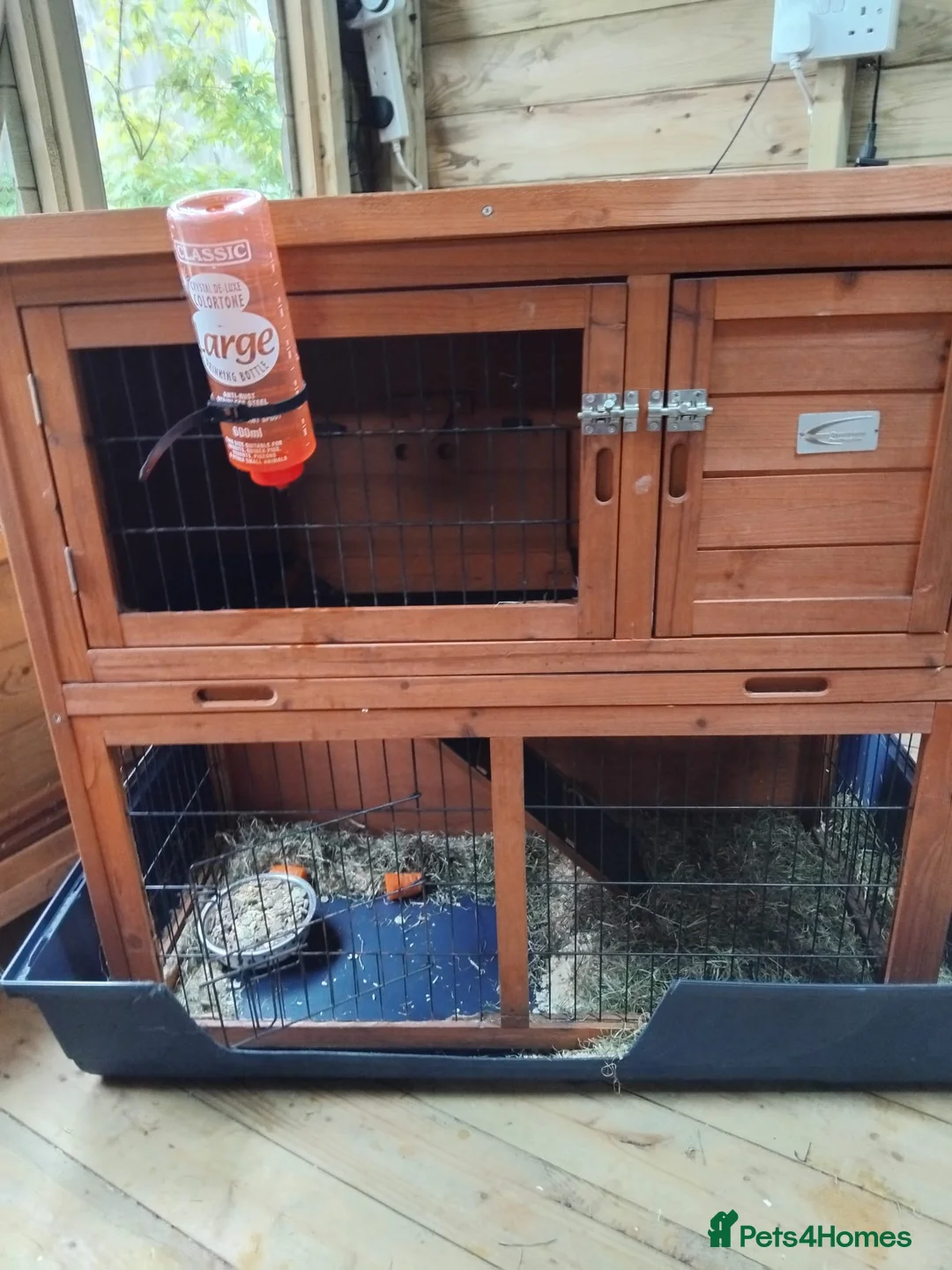 Lionhead rabbits for sale: Elmo the LionHead in Bolton - Advert 6