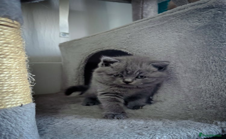 British Shorthair cats - Advert 1