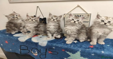 Maine Coon cats - Advert 2