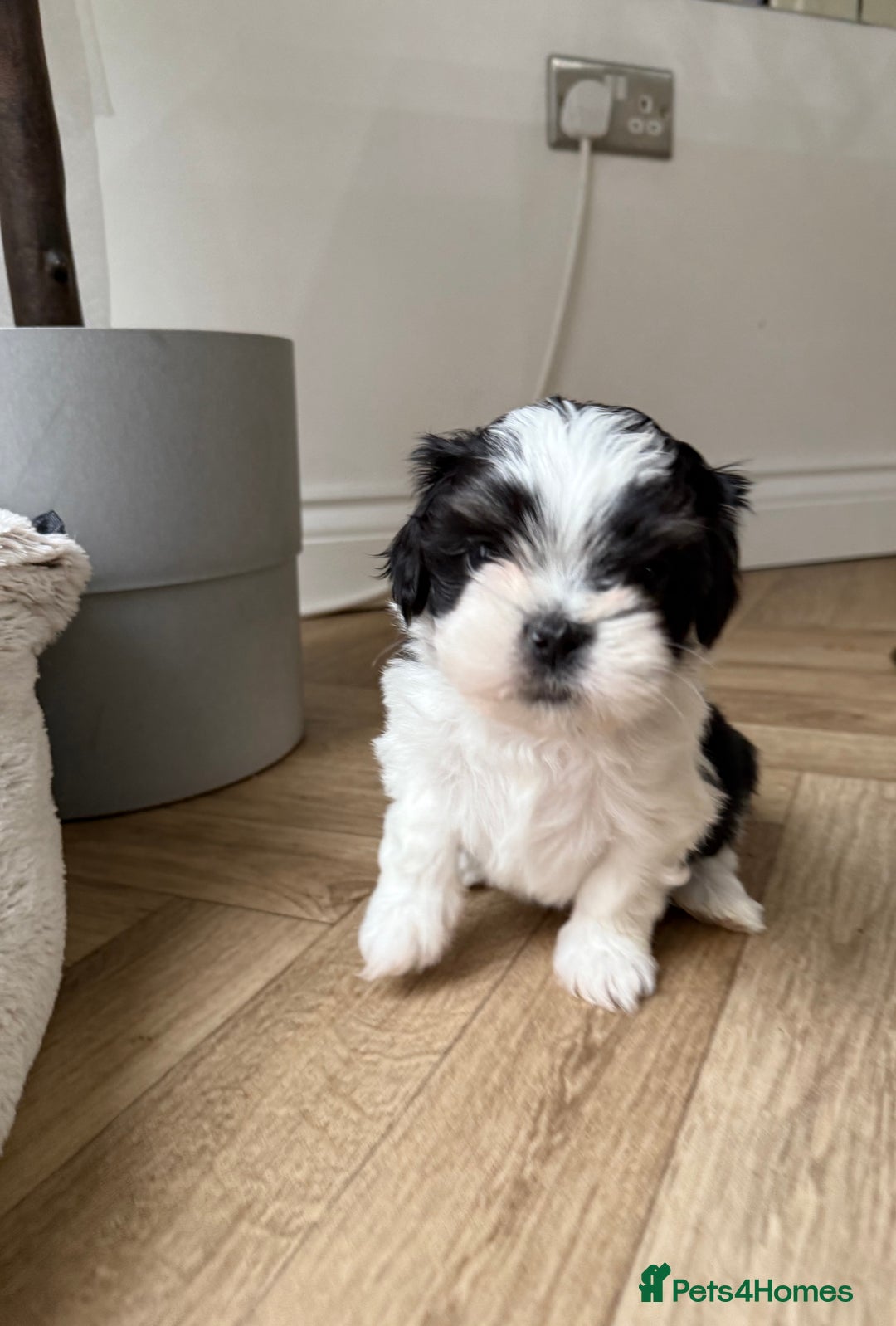 Mixed Breed dogs for sale: Gorgeous puppies 2 girls left - Advert 4