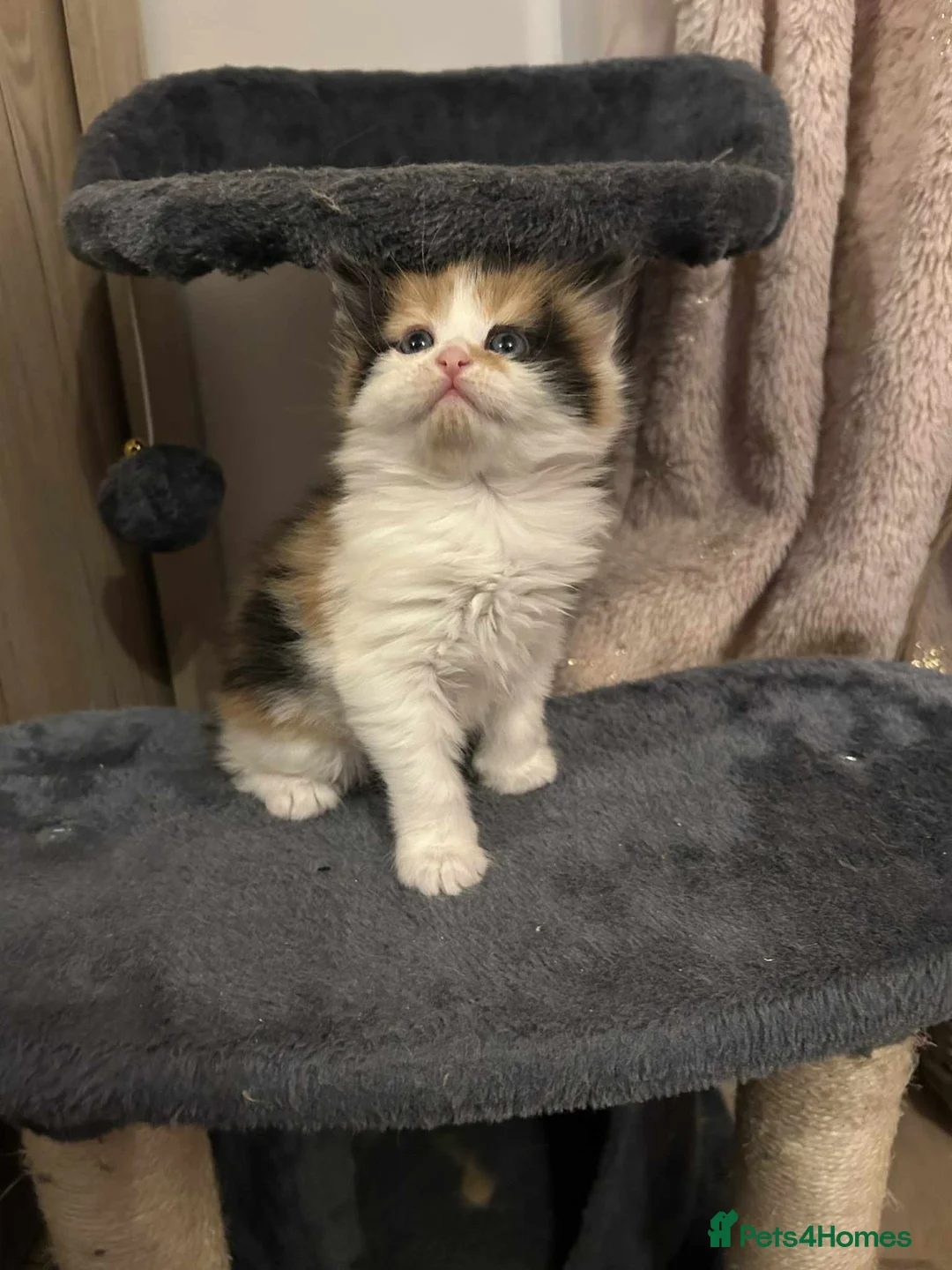 Mixed Breed cats for sale: Beautiful kittens long hair  - Advert 1