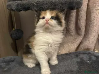 Mixed Breed cats Beautiful kittens long hair - Advert 1