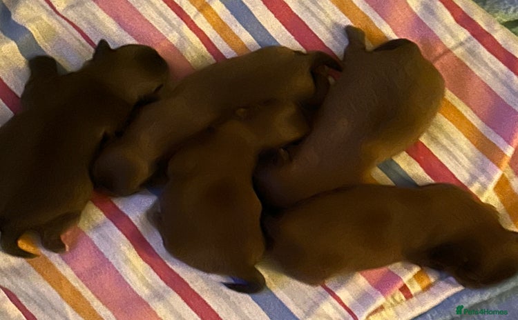 Shih Tzu dogs - Advert 2