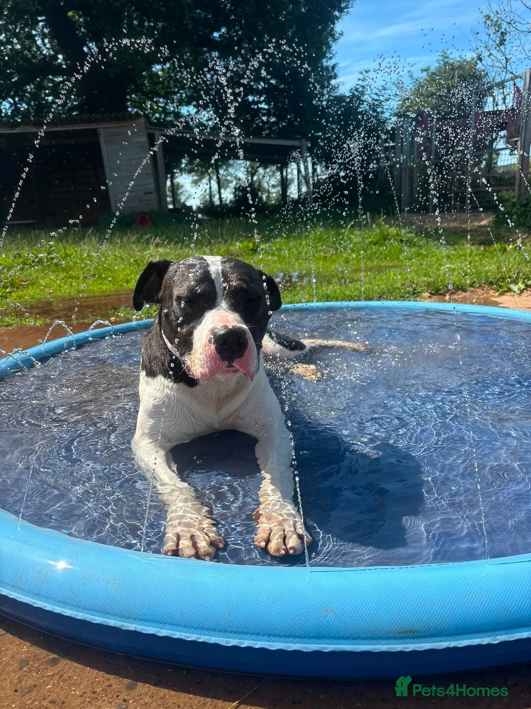 Mixed Breed dogs for adoption: Winston - Staffy Cross for Adoption (24 kgs) in Wells - Advert 1
