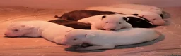 English Bull Terrier dogs for sale: BEAUTIFUL English BULL TERRIER PUPS  - Advert 6