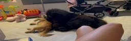 Chow Chow dogs for sale: Chow chow male 10 months in Walsall - Advert 2