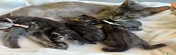 Bengal cats for sale: Rare Silver smoke Baby Bengals  in Stowmarket - Advert 4