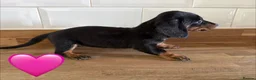 Miniature Dachshund dogs for sale: Beautiful Dapples 5 Star Licensed 5 Star reviews  - Advert 7