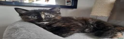 Mixed Breed cats for sale: Kittens Looking for Loving Homes 🏡  - Advert 7
