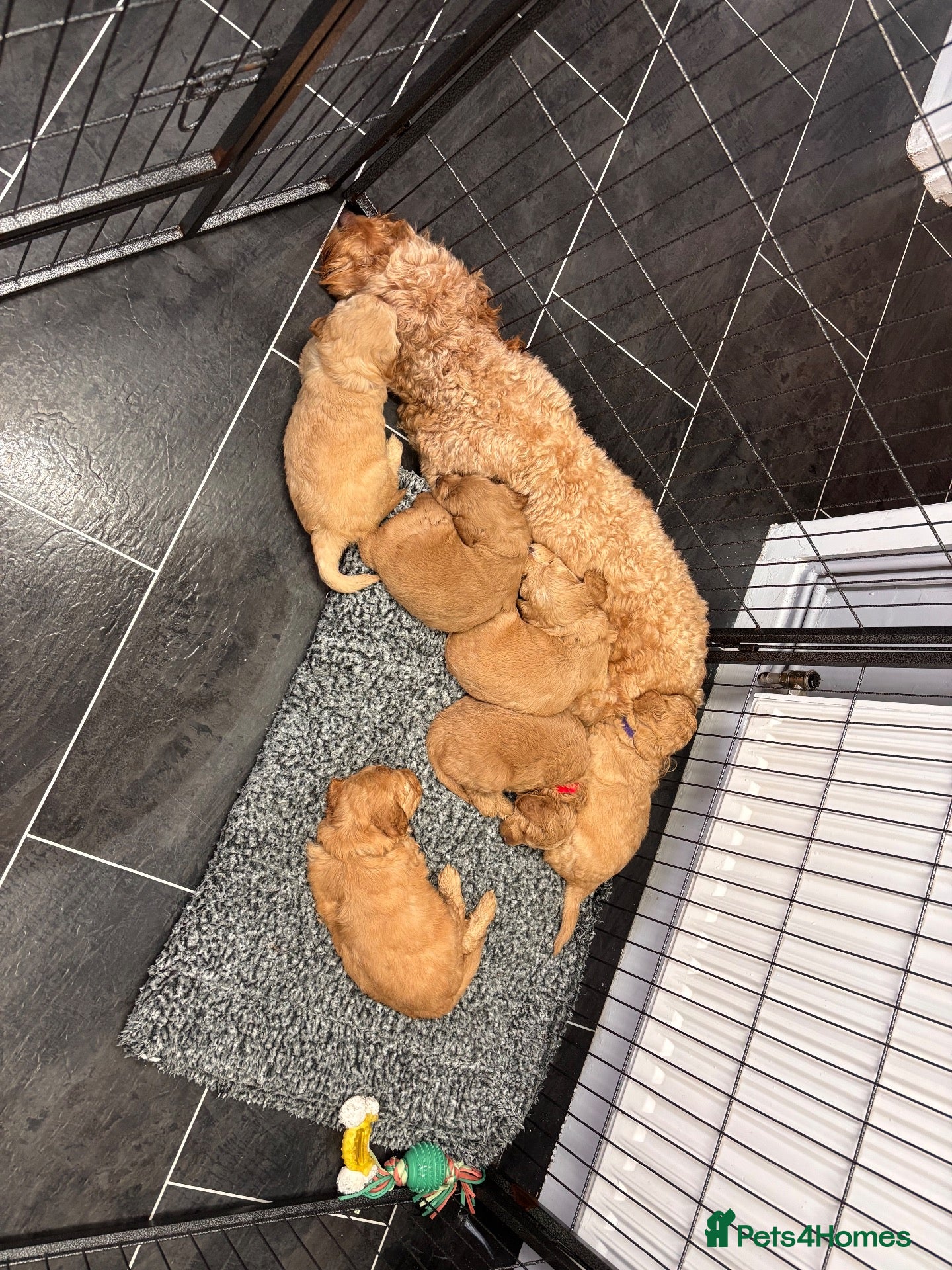 Mini Goldendoodle dogs Beautiful miniature Golden Doodle puppies - Advert 2