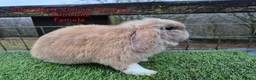 Mini Lop rabbits for sale: Various young Adult rabbits  - Advert 6